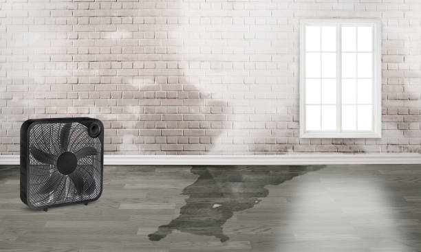 Best Basement water damage restoration  in Grapeland, TX